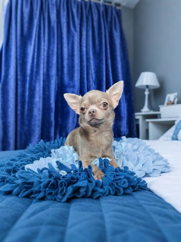 Маленькая собачка из приюта Домик Мелкашей ищет дом