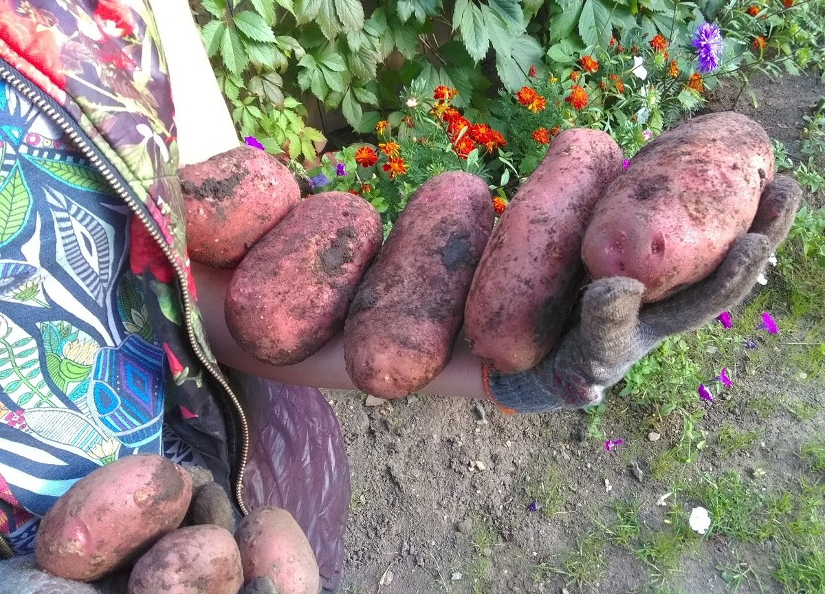 Хотите такой урожай из одного гнезда? – тщательней выбирайте сорта картофеля! Фото: Евгения Гаева, АиФ-Урал