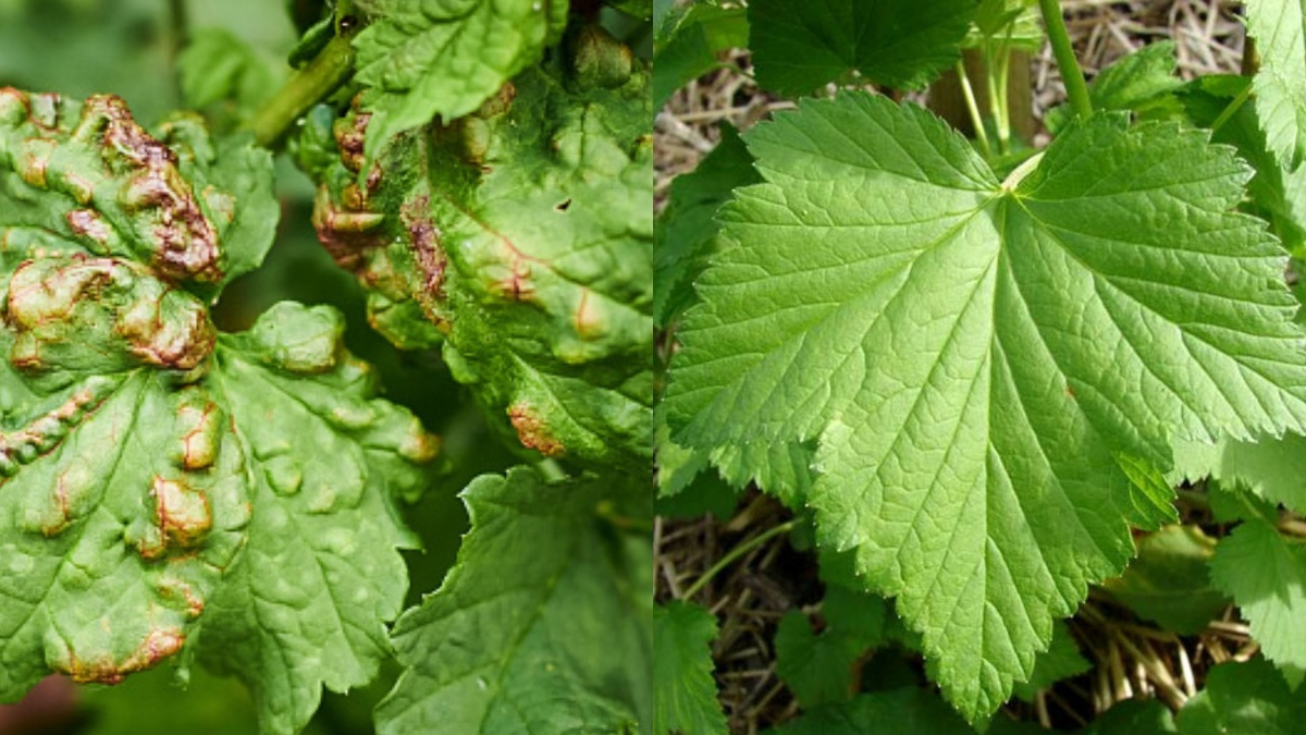 Результат обработки народным составом через 3 дня