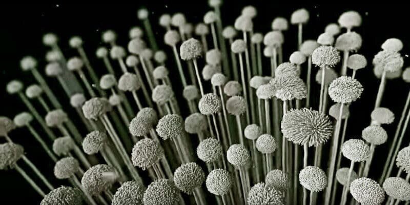 Плесневые грибы рода Aspergillus © иаки.рф