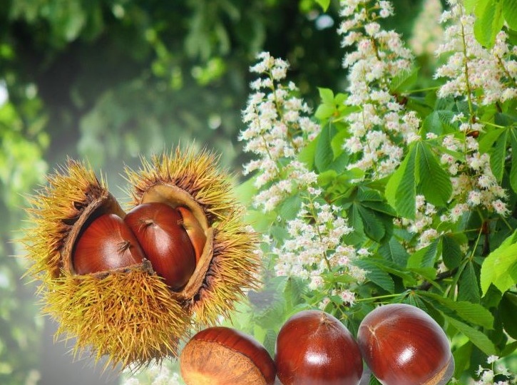 Легенда о каштане и каштанке💚