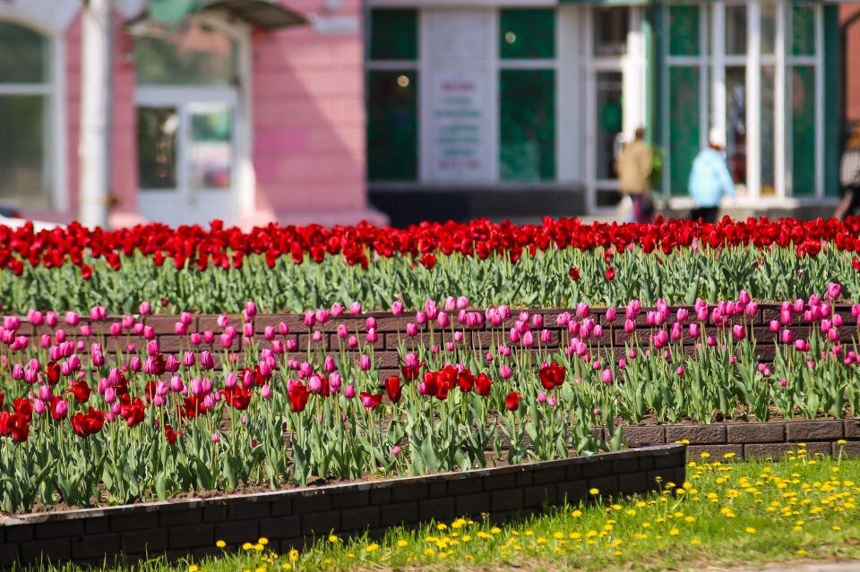    Барнаул. Весна. Погода. Тюльпаны. Источник: Виталий Барабаш