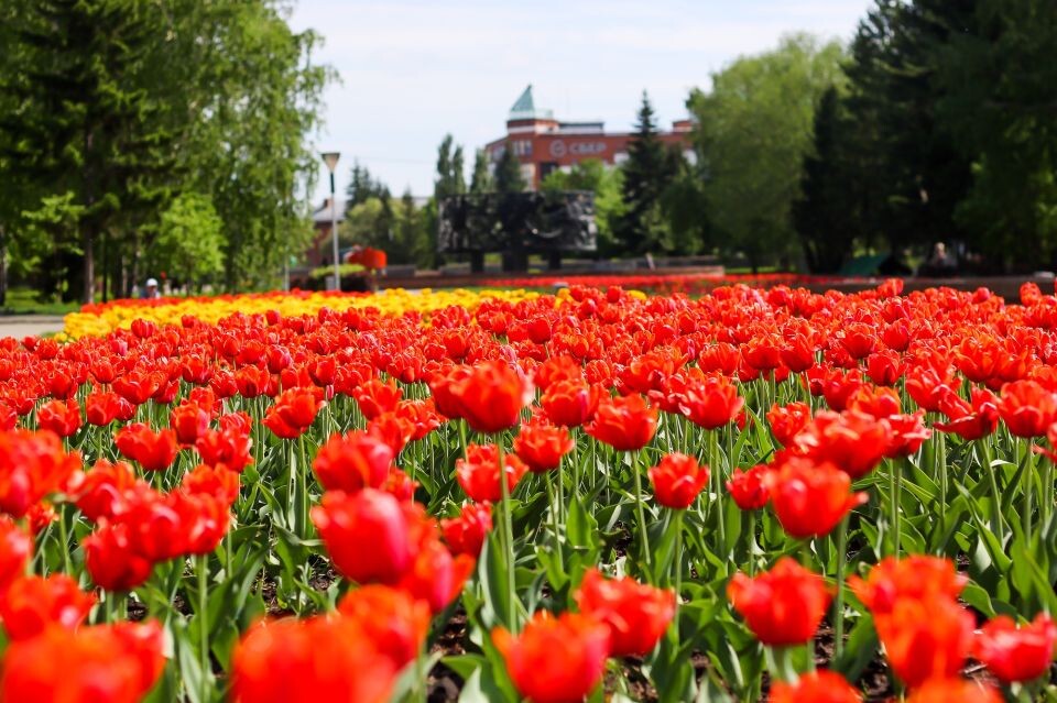    Барнаул. Весна. Погода. Тюльпаны. Источник: Виталий Барабаш