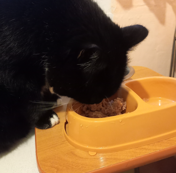 Мурр дегустирует консервы Just Dog для собак