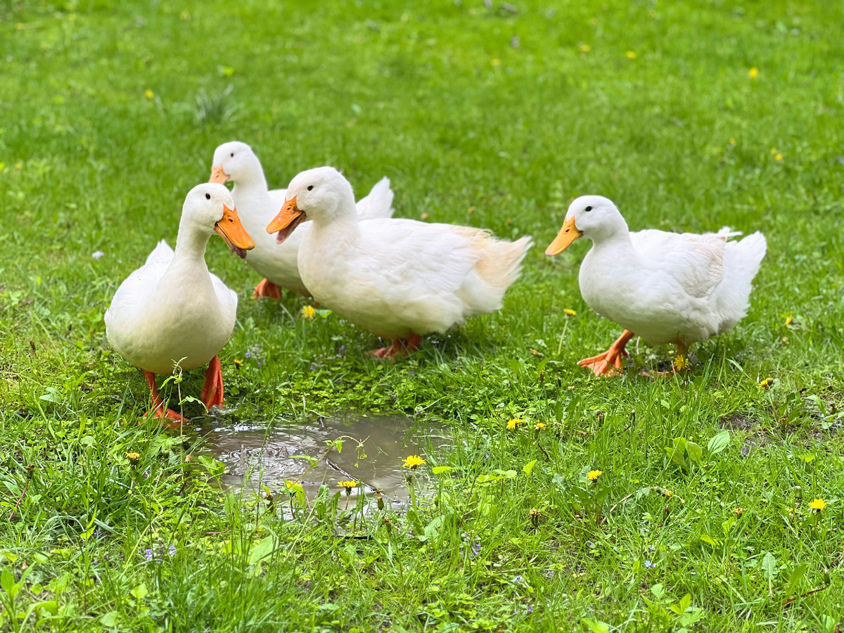 Картинка с бесплатного фотостока https://unsplash.com, автор Karin Kim