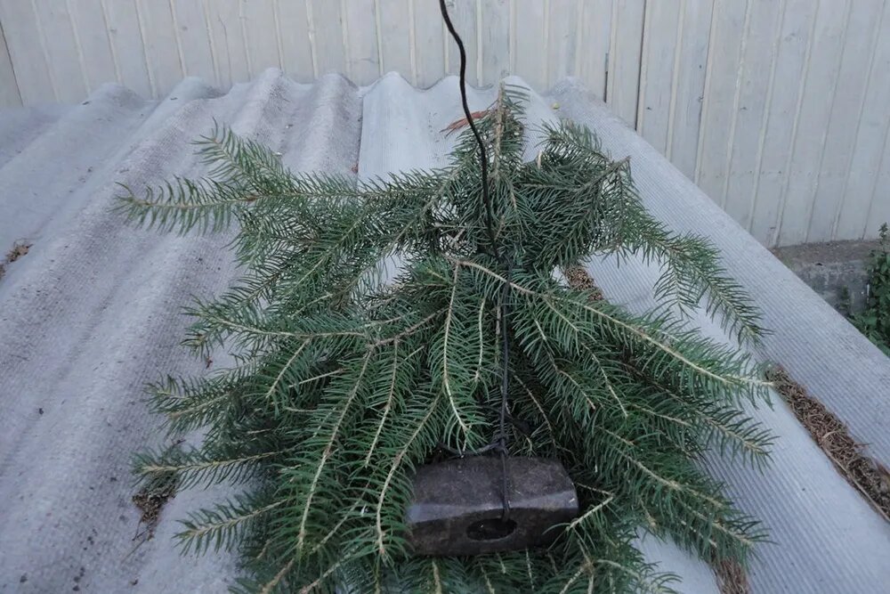 Это еловый ершик. Такой можно использовать, если ничего другого нет