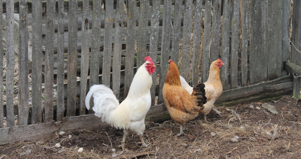 Почему куры расклёвывают яйца и как с этим бороться