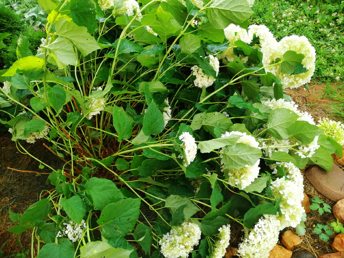 Середина июля 2024. Это сразу после ливня. Конечно куст не остался в таком виде, но поник знатно. 