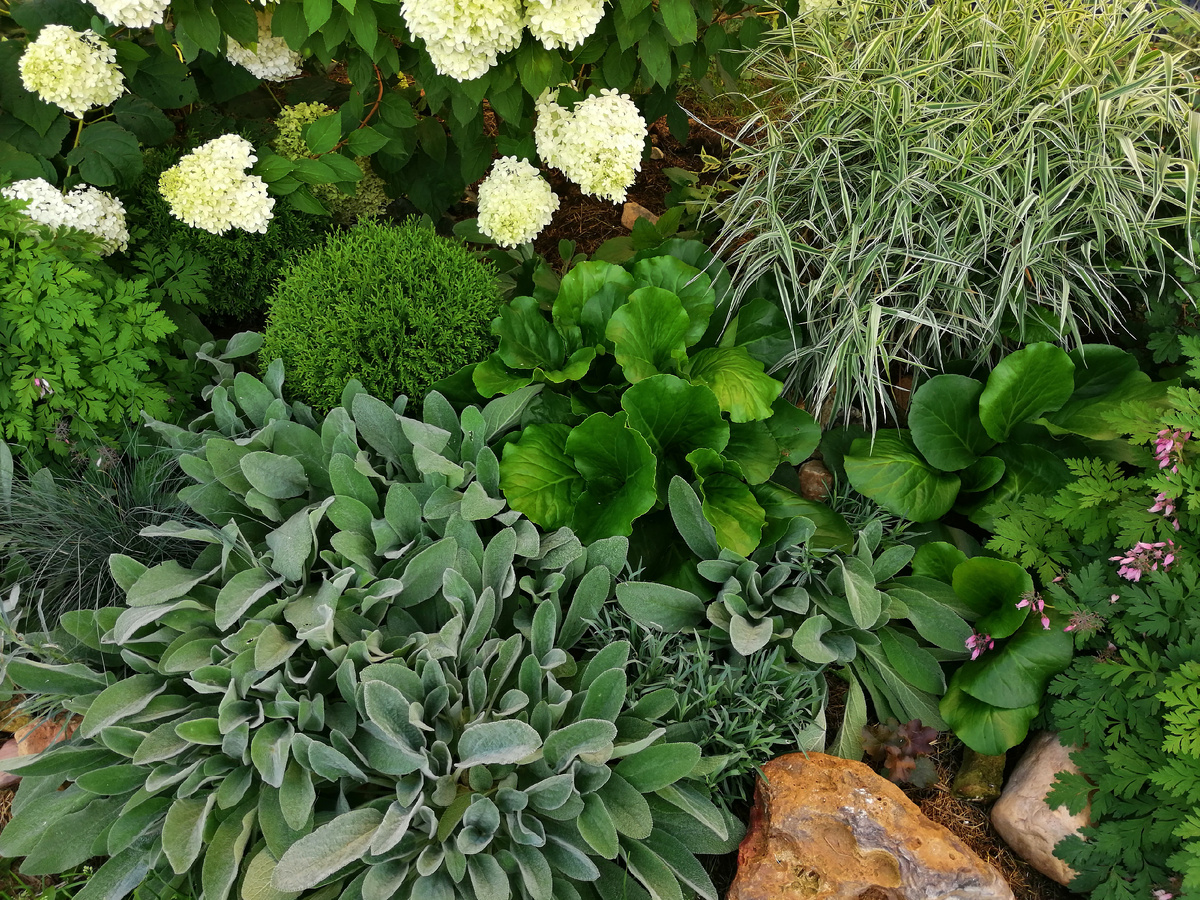 Видите, в левом верхнем углу фотографии две туи 'Даника', одна из них почти скрыта под древовидной гортензией 'Аннабель'. Соцветия метельчатой гортензии намного выше и туй не касаются. 