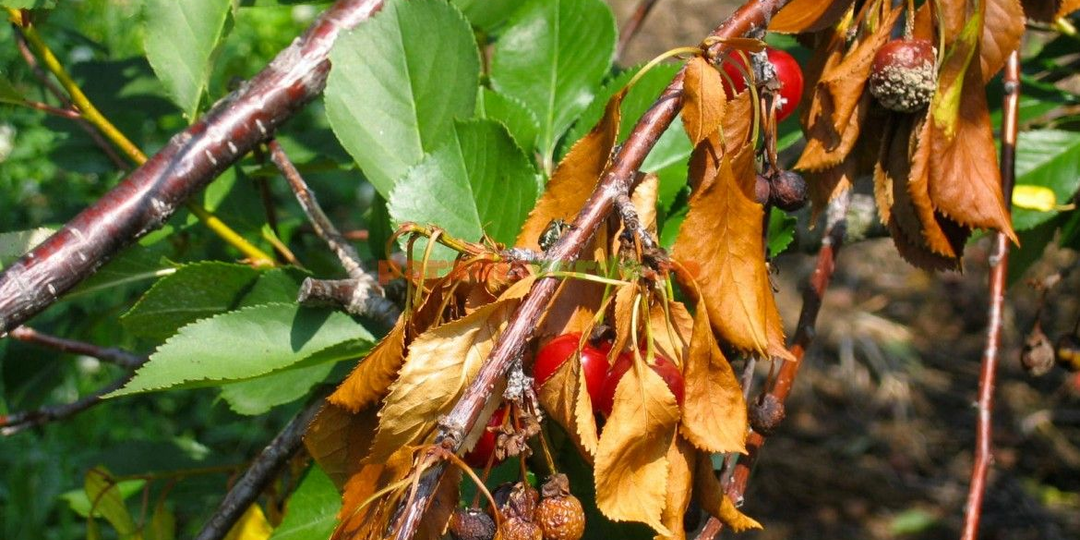 🌳🍒Монилиоз: как спасти сад и огород от опасного грибка 🌿🍇 И Сорта плодовых деревьев, устойчивые к монилиозу �
