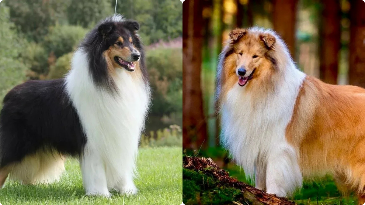 Колли- элегантная собака