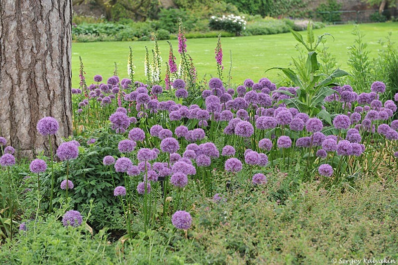 Лук 'Globemaster'