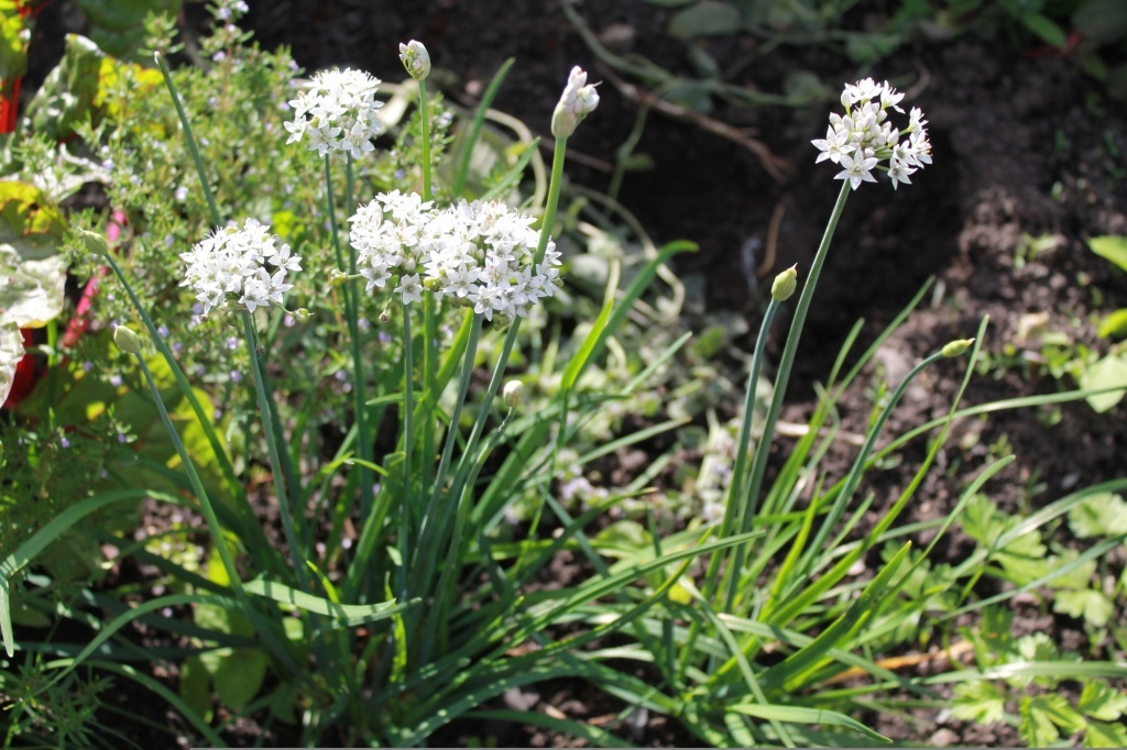  Джусай - лук душистый