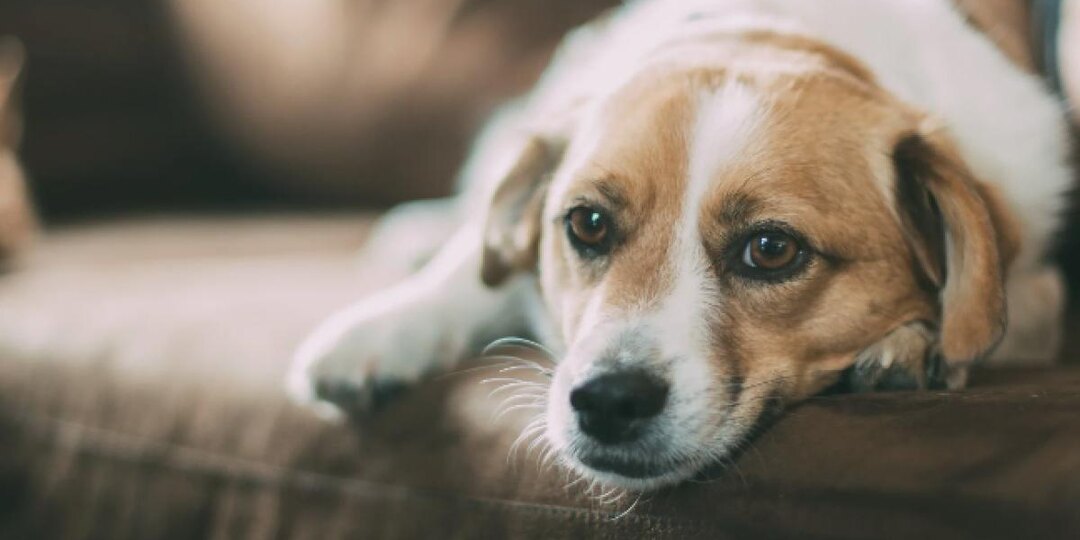 Если ваша собака спит с вытянутыми лапами, это может сигналом о проблемах со здоровьем