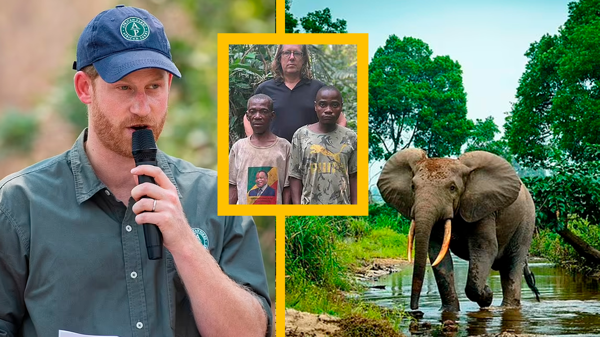 Принц Гарри. Новый «благотворительный» скандал с African Parks, который не получится замять