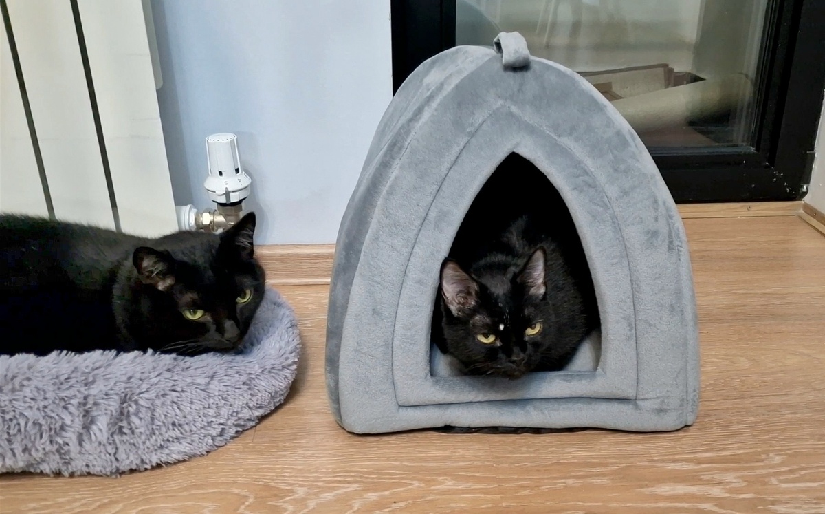 Тишка и Багира