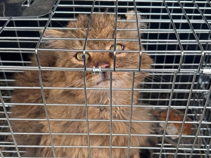 Вот такое симпатичное лохматое чудо стало нашим новым подопечным