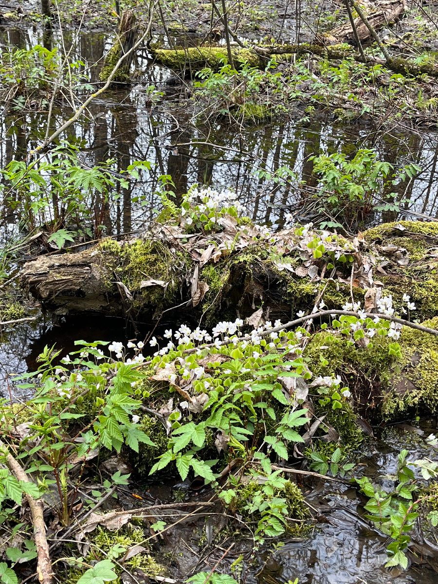 Лесные пейзажи