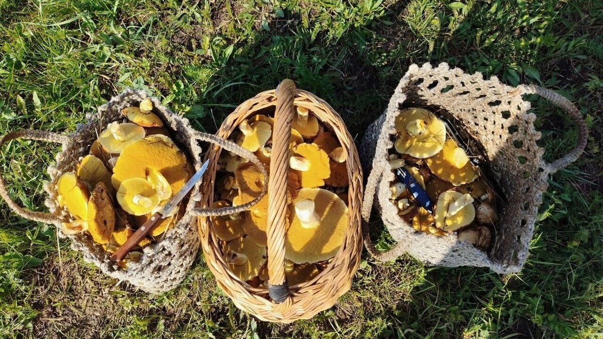     Автор: Наталья Добрунова Источник: группа «Грибники Белгородчины» в ВК