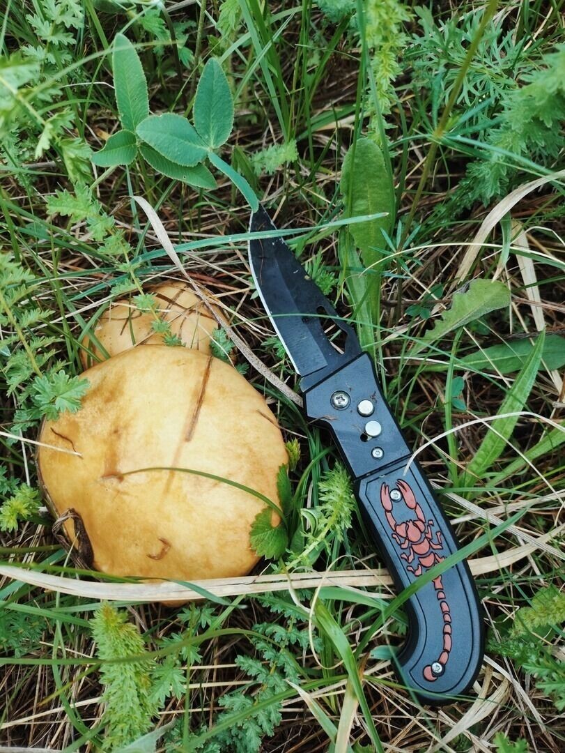     Автор: Наталья Добрунова Источник: группа «Грибники Белгородчины» в ВК