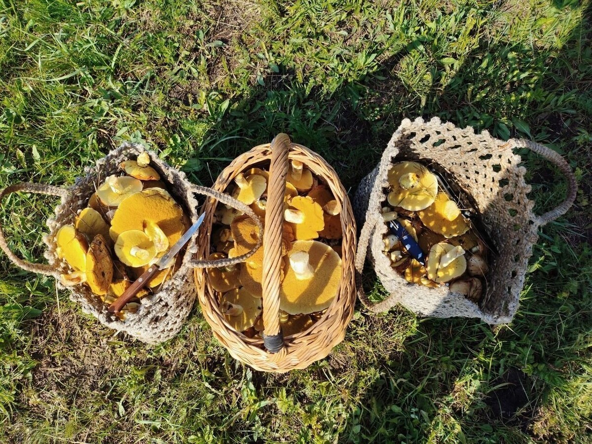     Автор: Наталья Добрунова Источник: группа «Грибники Белгородчины» в ВК