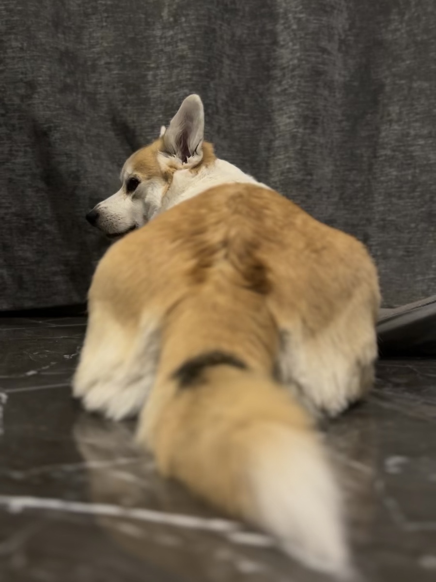 Жива-здорова, но обиделась. Недовесы и непонятки по мясу опять