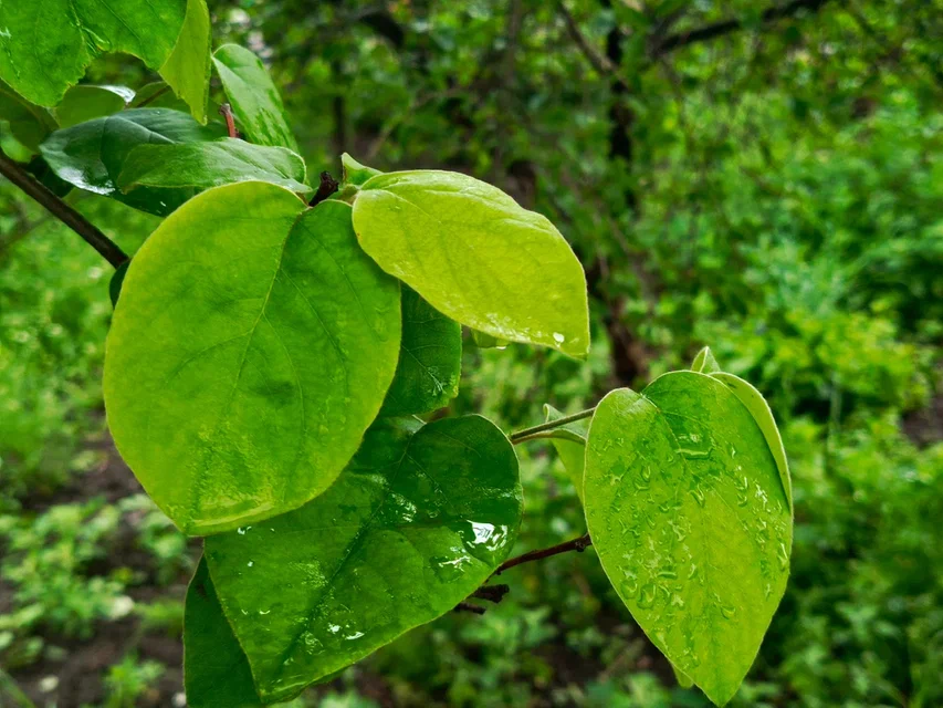Сад в каплях дождя. 