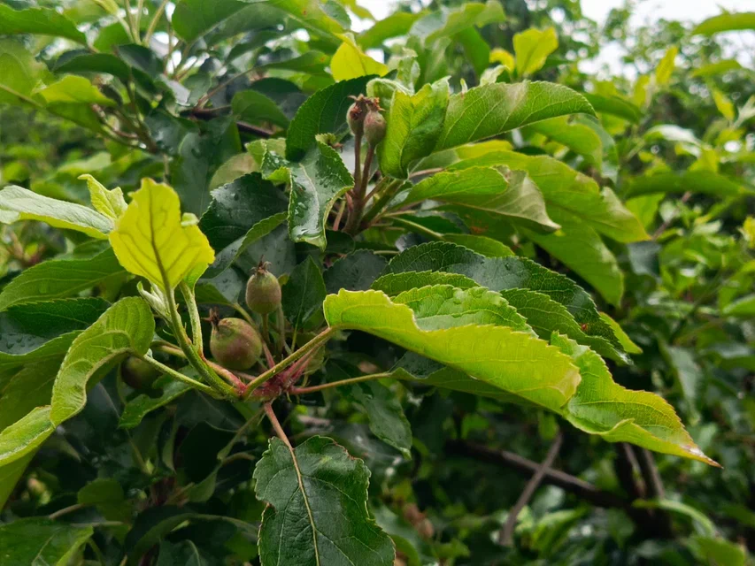 Яблоньки с удовольствием подставляют свои листочки майскому дождику.