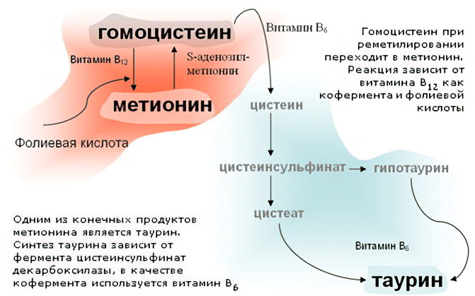С помощью витамина В6 гомоцистеин превращается в цистеин (из которого дальше синтезирует таурин, необходимый для здоровья сердечно-сосудистой системы). Частично гомоцистеин преобразуется обратно в метионин с помощью витаминов В9, В12.