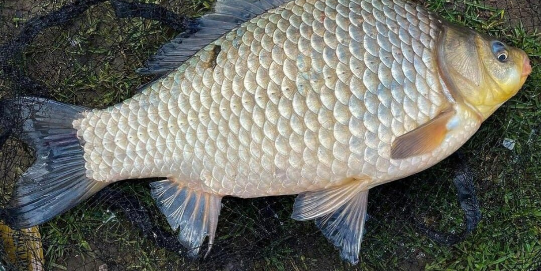 Из-за чего карась весной пахнет тиной и когда начинается его весенний жор