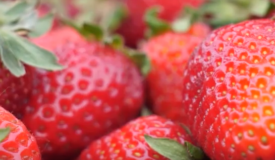     В Красноярске на уличных прилавках начали продавать клубнику