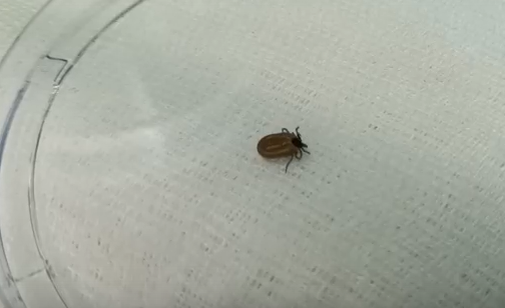     Красноярцы встали в очередь, чтобы сдать клещей на анализ