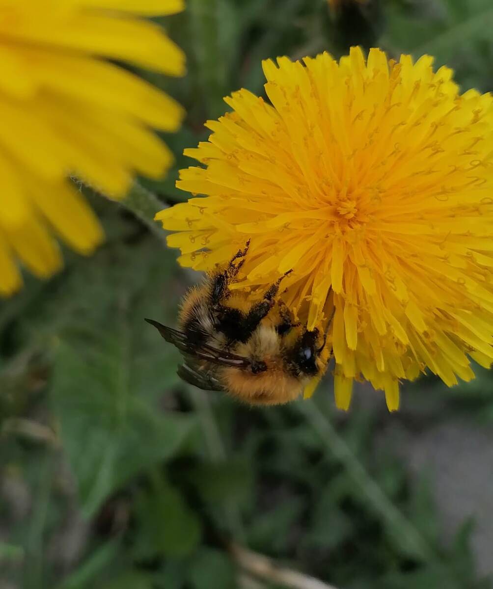 фотосессия симпатичного шмелика. фото автора 