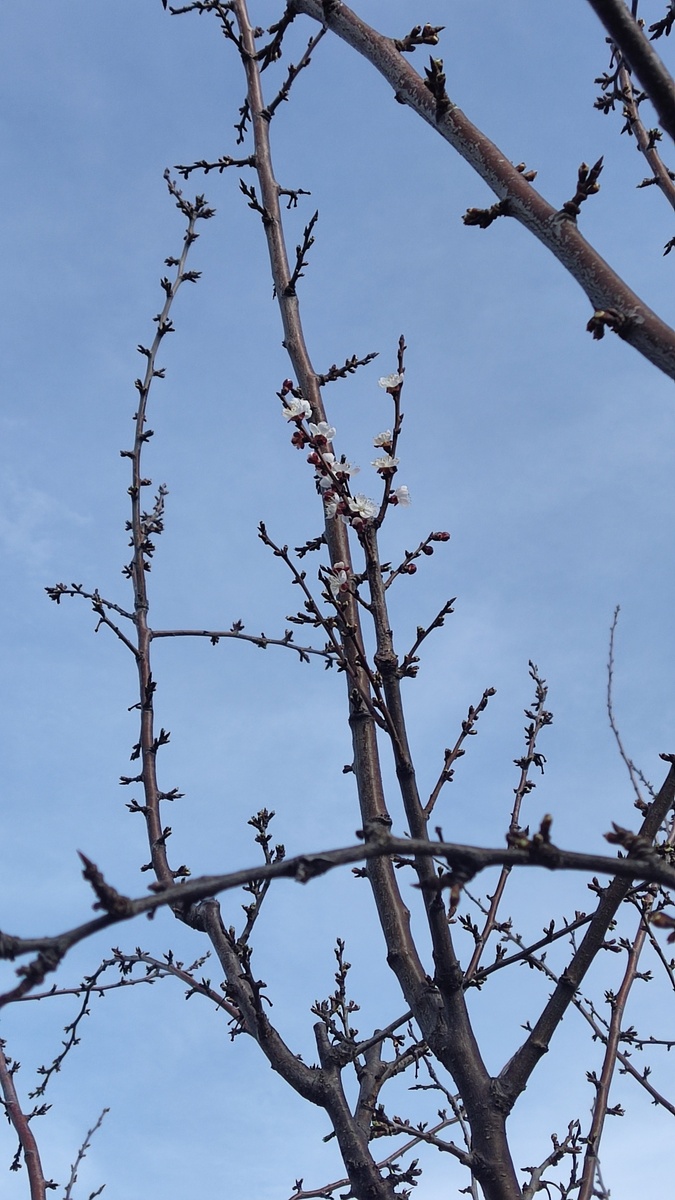 Та же веточка абрикоса на фоне ещё спящих сливовых ветвей