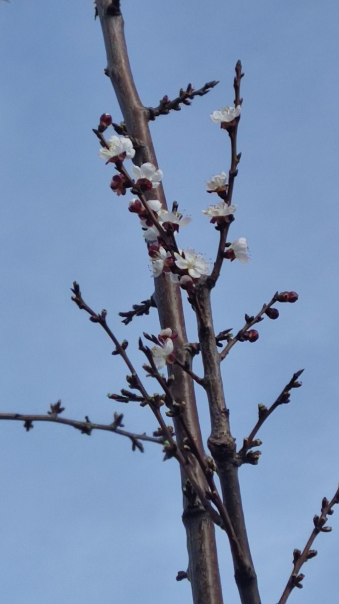 Цветущая прививка абрикоса на сливе