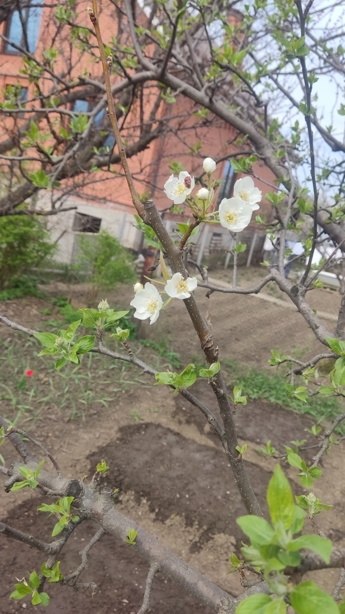 Цветущая веточка груши на яблоневом дереве