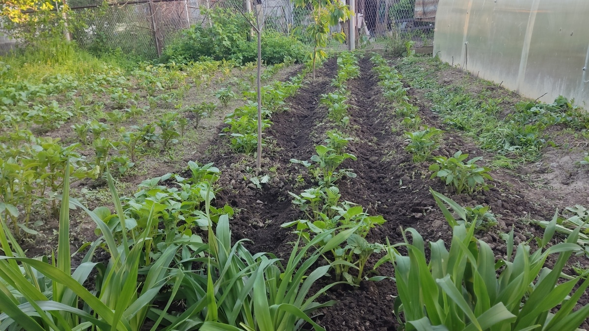 Картофель в процессе окучивания