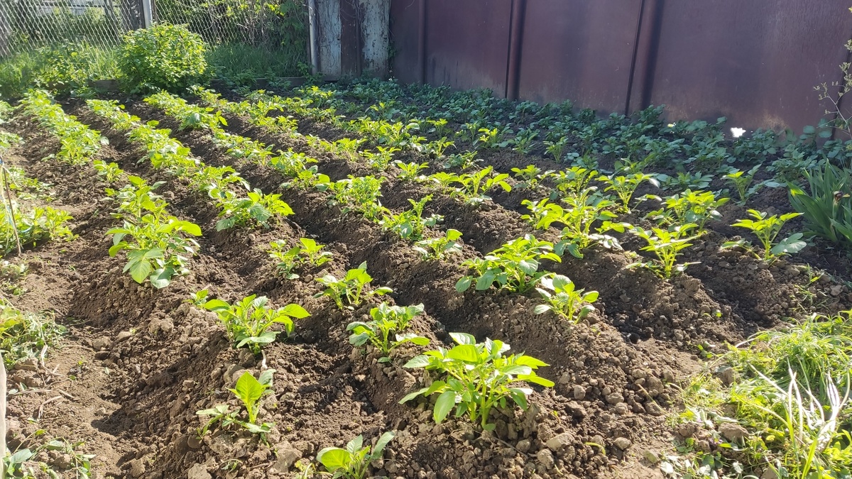 Окученный картофель разных сортов