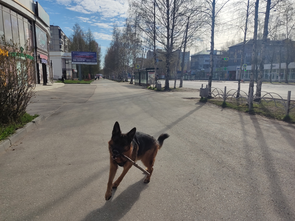 Прекрасная пустынная улица ранним утром (без людей). Фото недельной давности, сейчас уже всё зазеленело. Но очень уж тут пёсик хорошо прыгает с палочкой. 