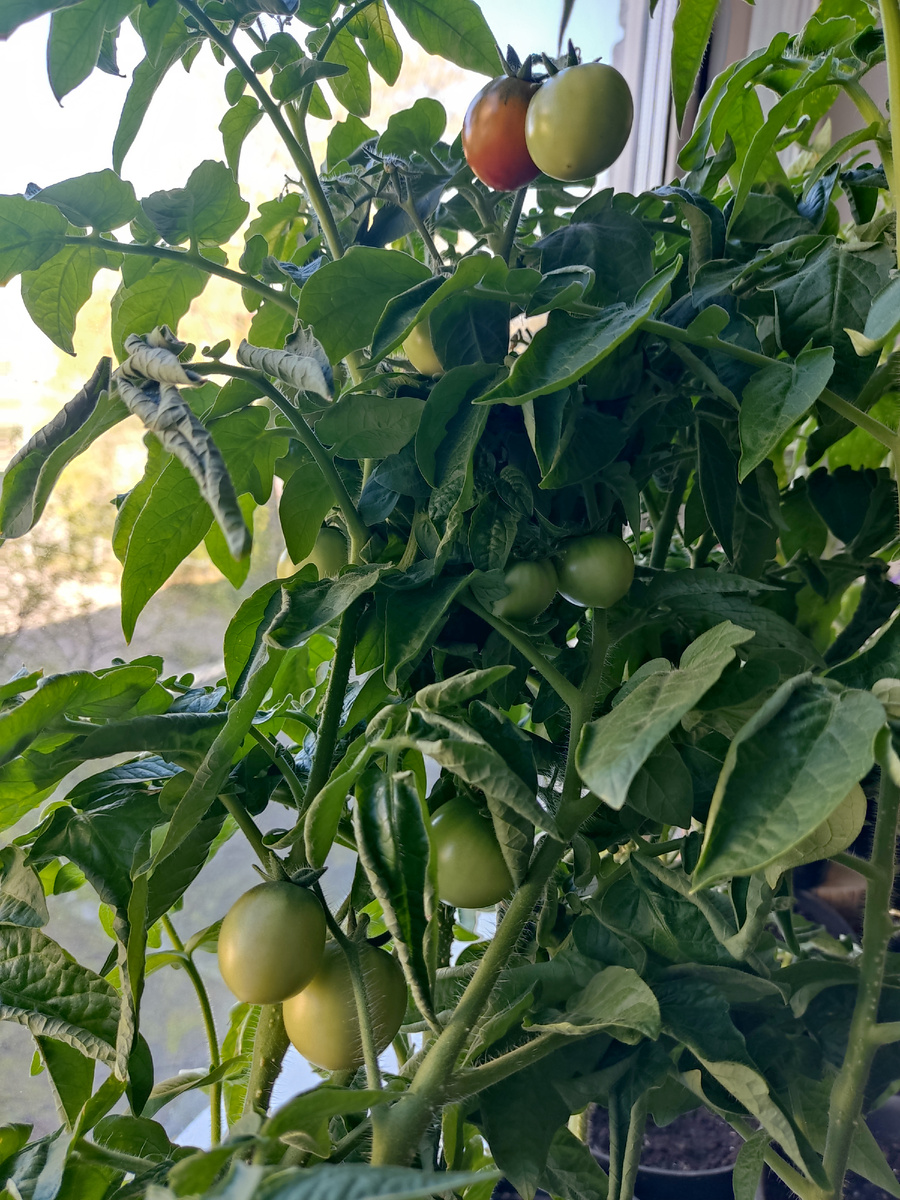 Наконец-то краснеют мои помидорки на окне.