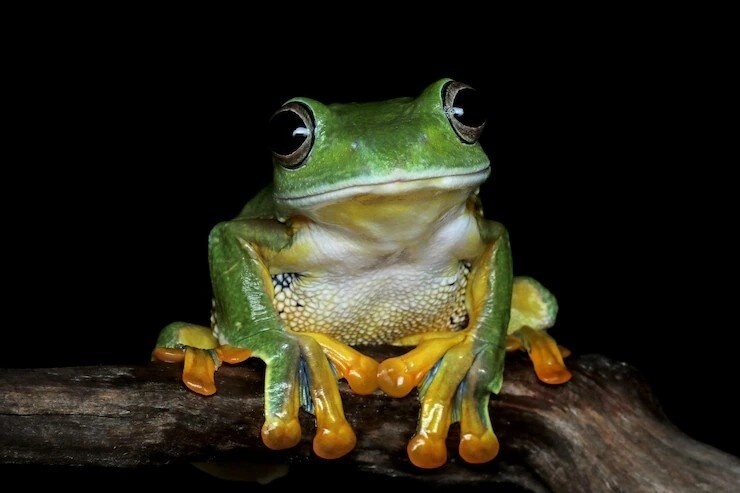 Фото из Яндекса