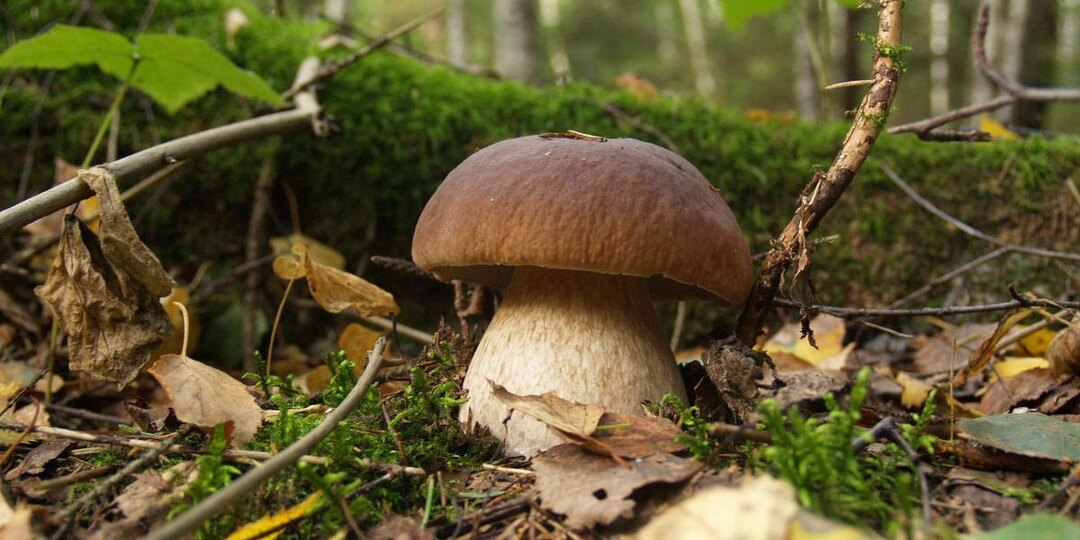 Грибы без леса: как на даче вырастить настоящие белые