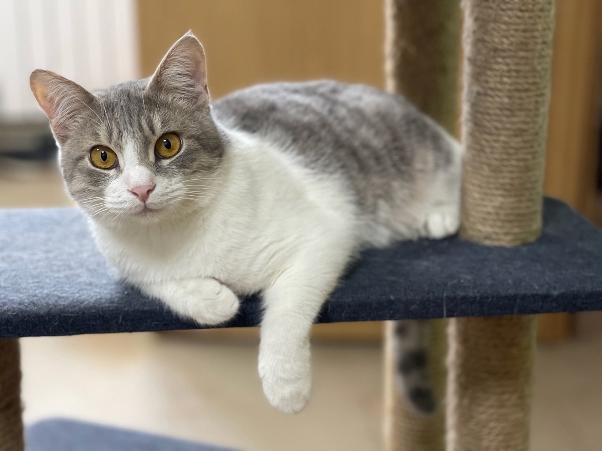 Лапику 11 мес.