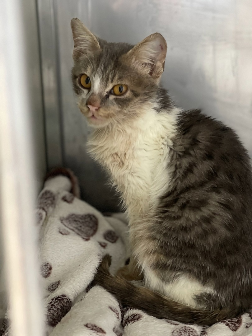 таким Лапик прилетел к нам из Дагестана