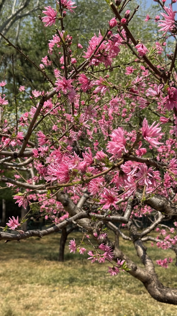 Небесный дворец - Пекин. Китай.