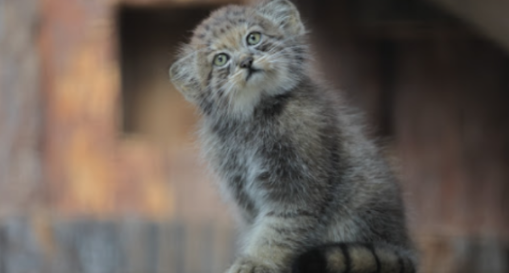 Манул Шу. Сейчас у него расжировка