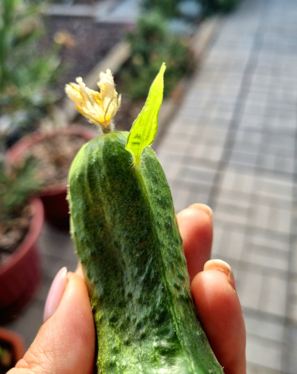 Огурчик нужен? Вырастим! 