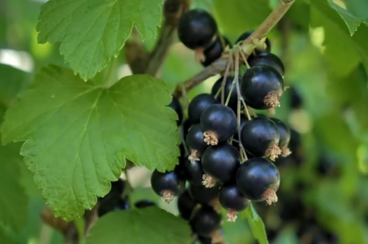    Смородина любит гнилую среду, поэтому нужно удобрять почву для лучшего урожая.