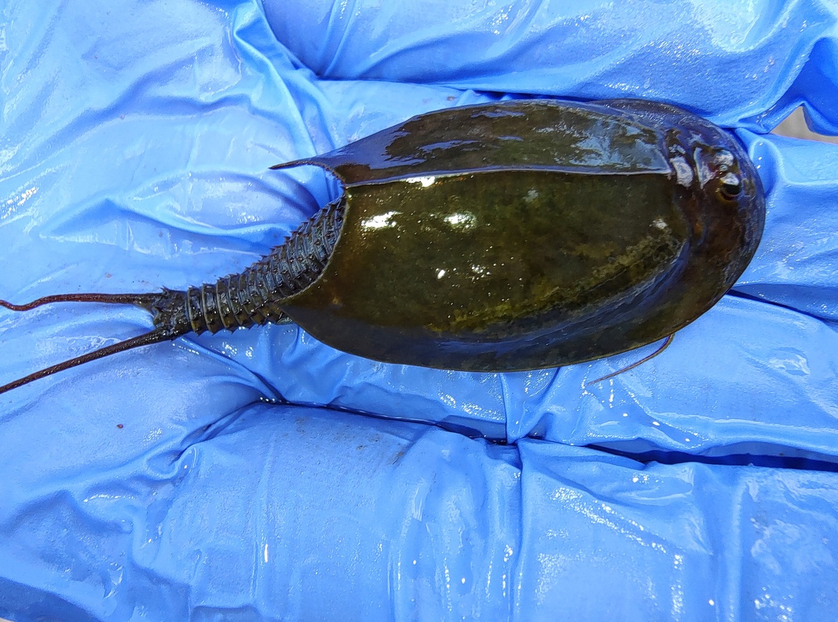 Пожалуй, самое странное, что можно встретить летом на даче.