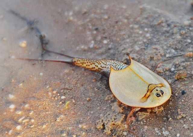 Щитень летний. Выглядит...аппетитно? 